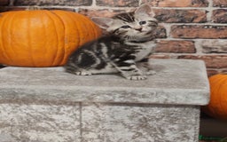 Mixed Breed cats for sale: Cute Bengal mix Kittens looking for loving homes🐱 - Image 38