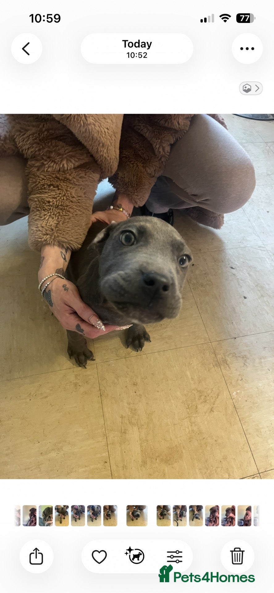 Cane Corso dogs for sale: 2 girl cane corso pups looking for new homes🐾🩷 - Advert 3