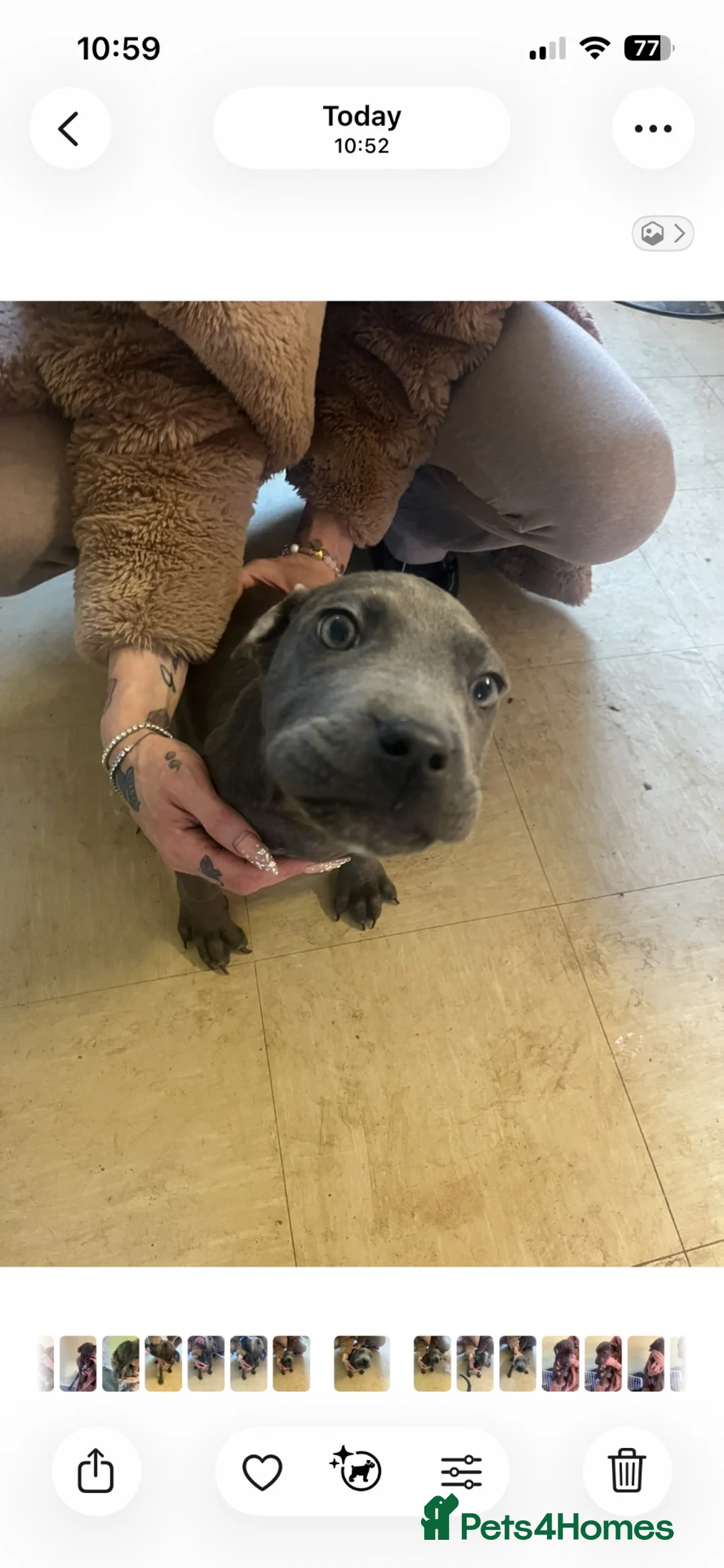 Cane Corso dogs for sale: 2 girl cane corso pups looking for new homes🐾🩷 - Advert 1