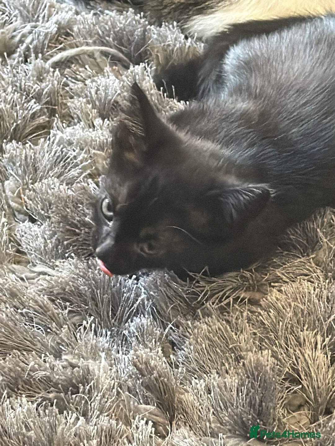 Mixed Breed cats for sale: 8 kittens from litter of 11 - Advert 2