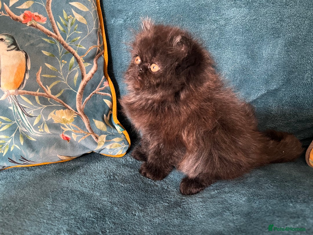 Persian cats for sale: Beautiful Persian Brother & 2 Sisters Available  - Image 4