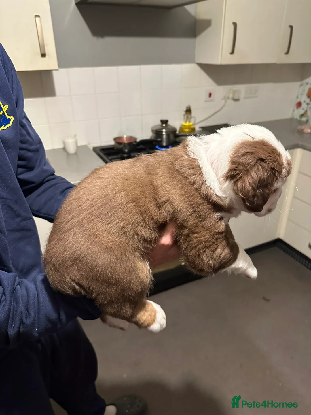 Mixed Breed dogs for sale: FLUFFY OLD TYME ENGLISH BULLDOG  - Advert 11