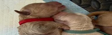 Australian Labradoodle - Red