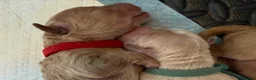Australian Labradoodle dogs for sale: Australian double doodle puppies expected  - Advert 30