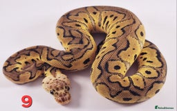 Python Snake reptiles for sale: Royal pythons Pastel Clowns - Image 4