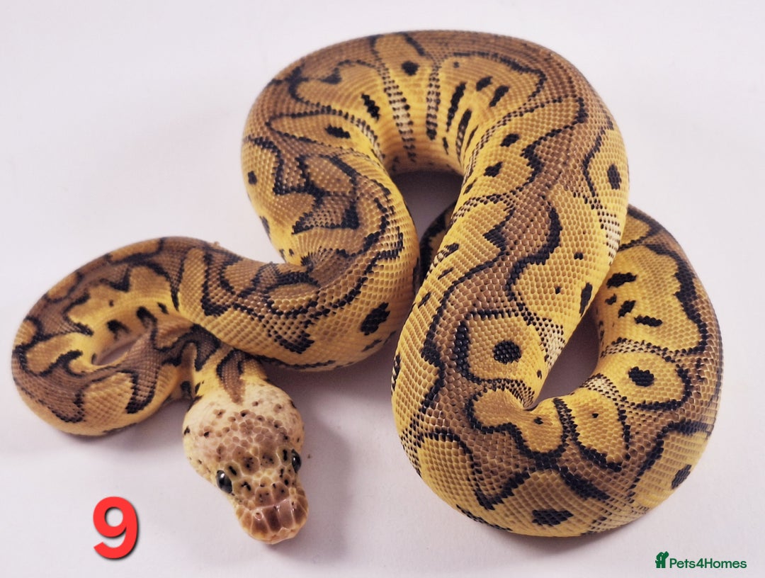 Python Snake reptiles for sale: Royal pythons Pastel Clowns - Image 4