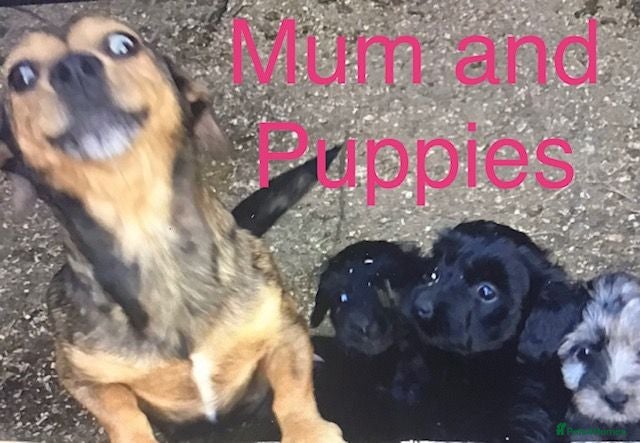 Jackapoo dogs Mr steven wilson - Advert 2