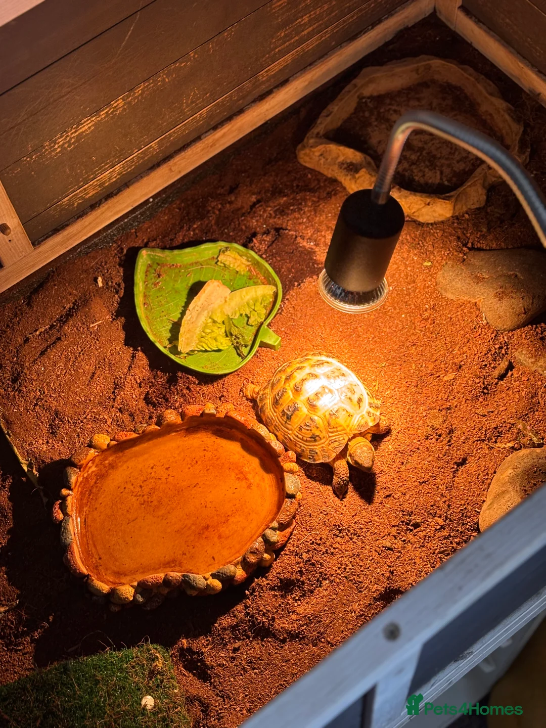 Tortoise reptiles for sale: horsefield tortoise  in Norwich - Advert 3