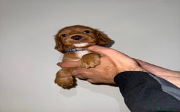 Cocker Spaniel dogs for sale: 🧡Fox Red WCS🧡 - Image 6