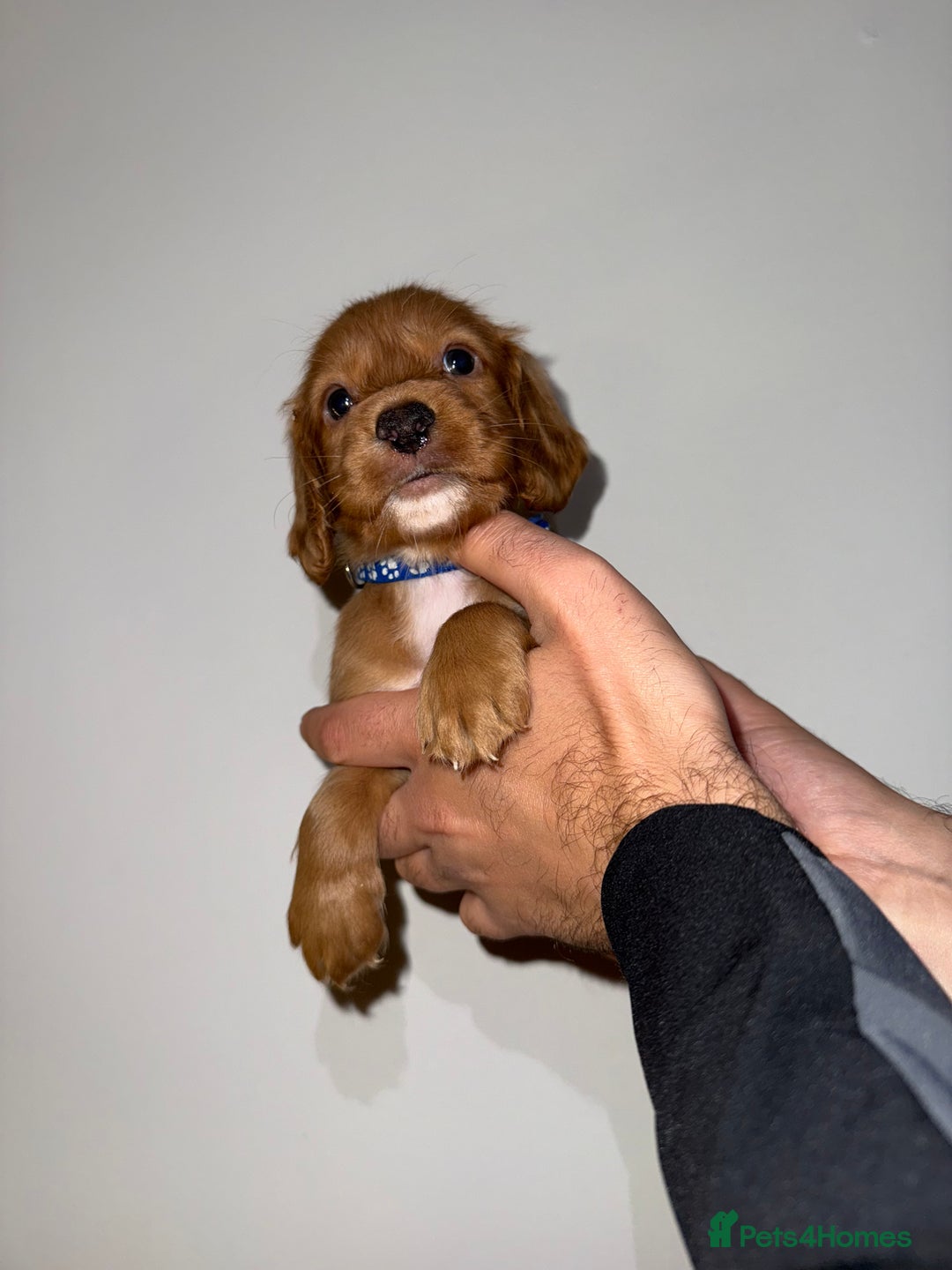 Cocker Spaniel dogs for sale: 🧡Fox Red WCS🧡 - Image 6