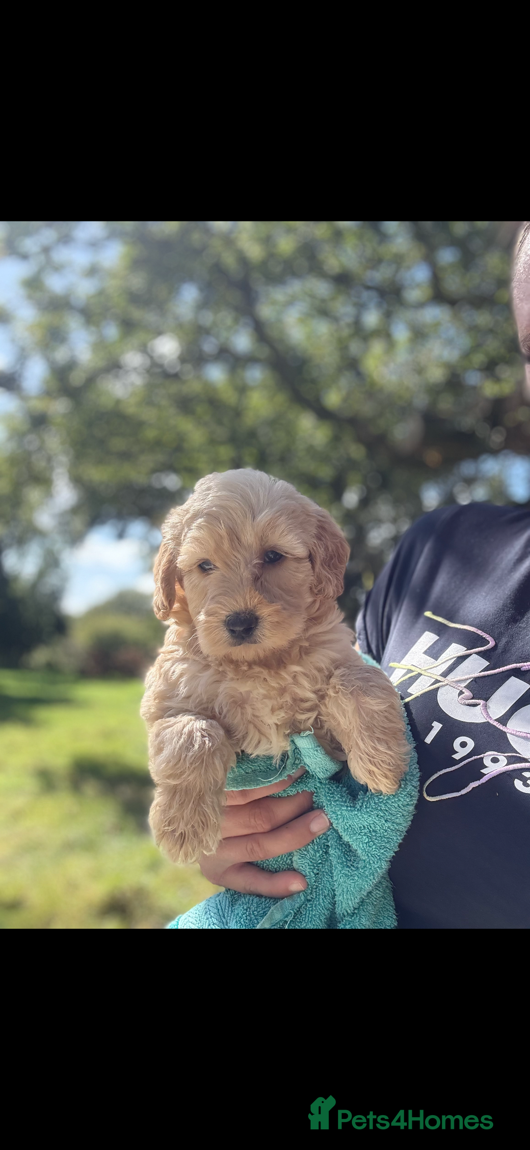 Labradoodle dogs for sale: 🐶 Labradoodle puppies for sale 🐶 - Image 7