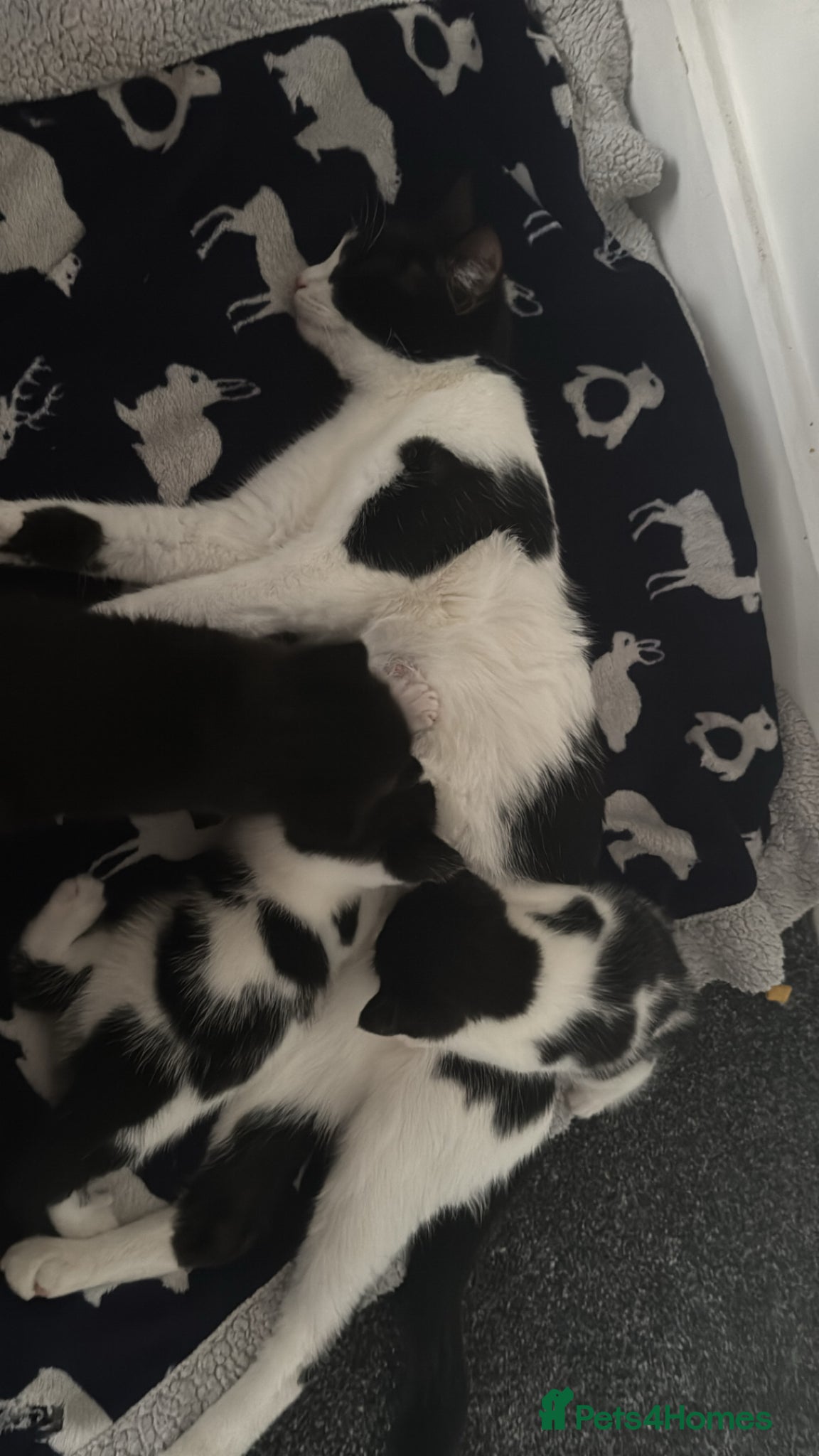 Mixed Breed cats Kittens  - Advert 1