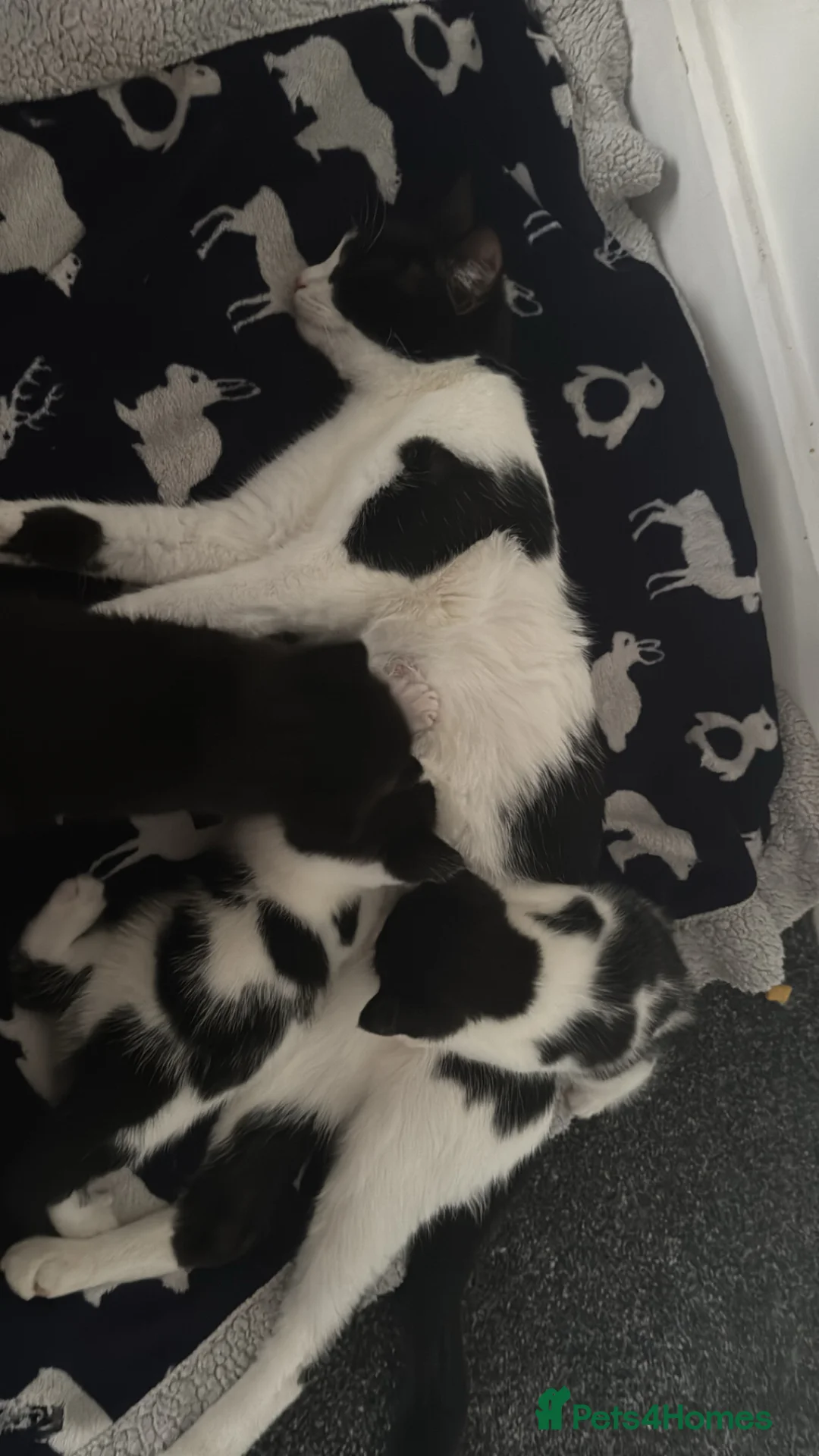 Mixed Breed cats for sale: Kittens  in Tilbury - Advert 1