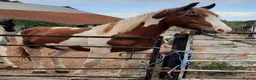 Paint horses for sale: ❤️ Goonie-cracking red and white cob gelding ❤️ in Tiverton - Advert 10