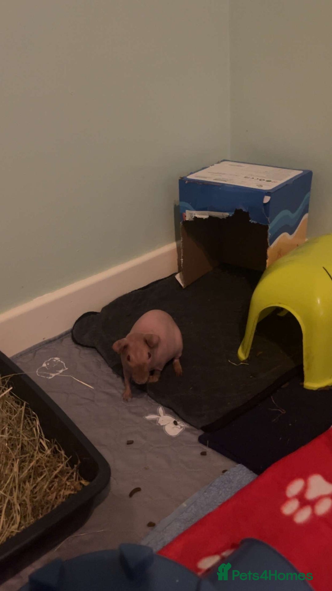 Guinea Pig rodents for sale: Baby skinny carriers due in August  - Image 6