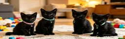 British Shorthair cats for sale: STUNNING BRITISH SHORTHAIR X DOM SHORTHAIR KITTENS - Advert 6