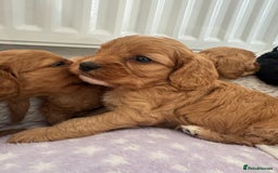 Cavapoo dogs for sale: Extensively health tested F1 Cavapoos  - Image 11