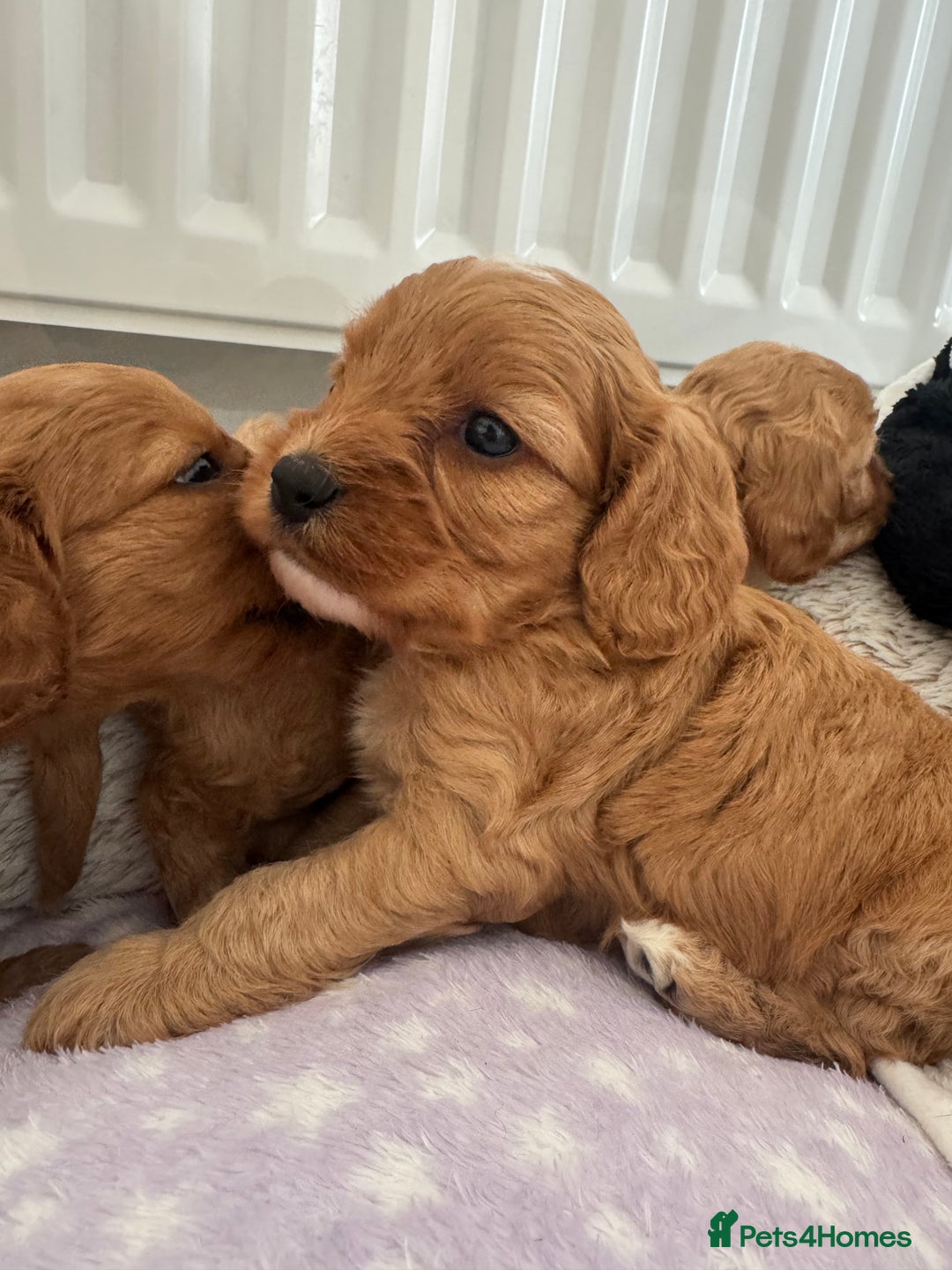 Cavapoo dogs for sale: Extensively health tested F1 Cavapoos  - Image 11