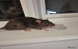 Rat rodents for sale: 2 fully grown male rats  - Image 2