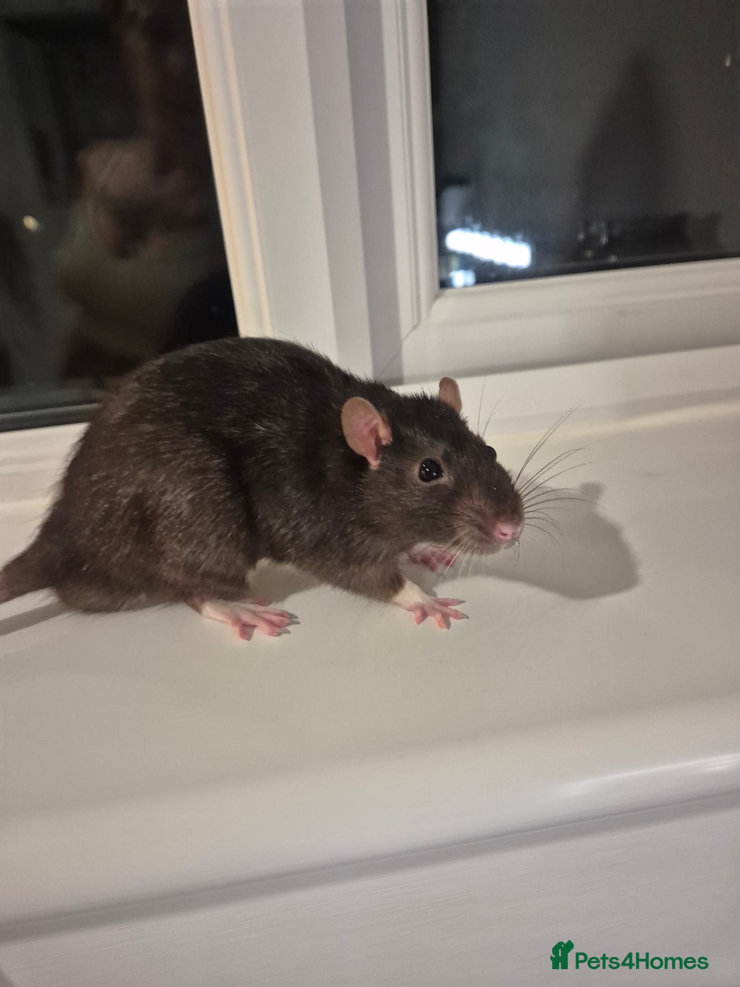 Rat rodents for sale: 2 fully grown male rats  - Image 2
