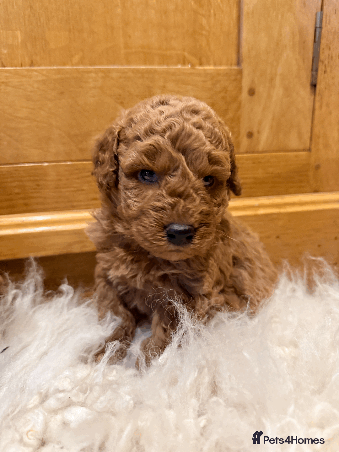 Miniature Poodle dogs for sale: Pedigree KC Registered Miniature Poodle Pups  - Advert 5
