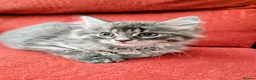 Mixed Breed cats for sale: Stunning Fluffy Kittens  - Advert 20