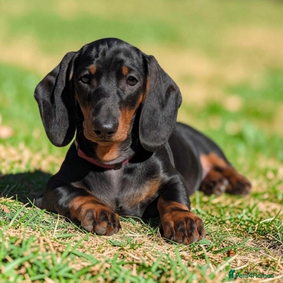 Dachshund dogs Champion Bloodline Standard Dachshund - Advert 1