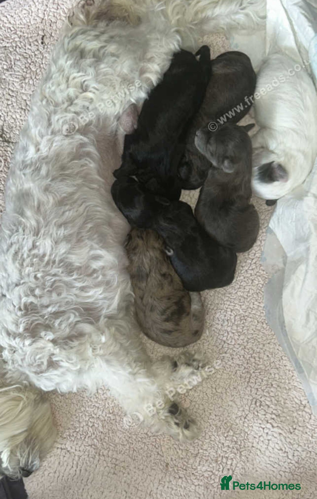 Maltipoo dogs for sale: F1 maltipoos  - Image 8