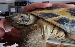 Hermann Tortoise reptiles for sale: Hurmman Tortoise  - Image 3