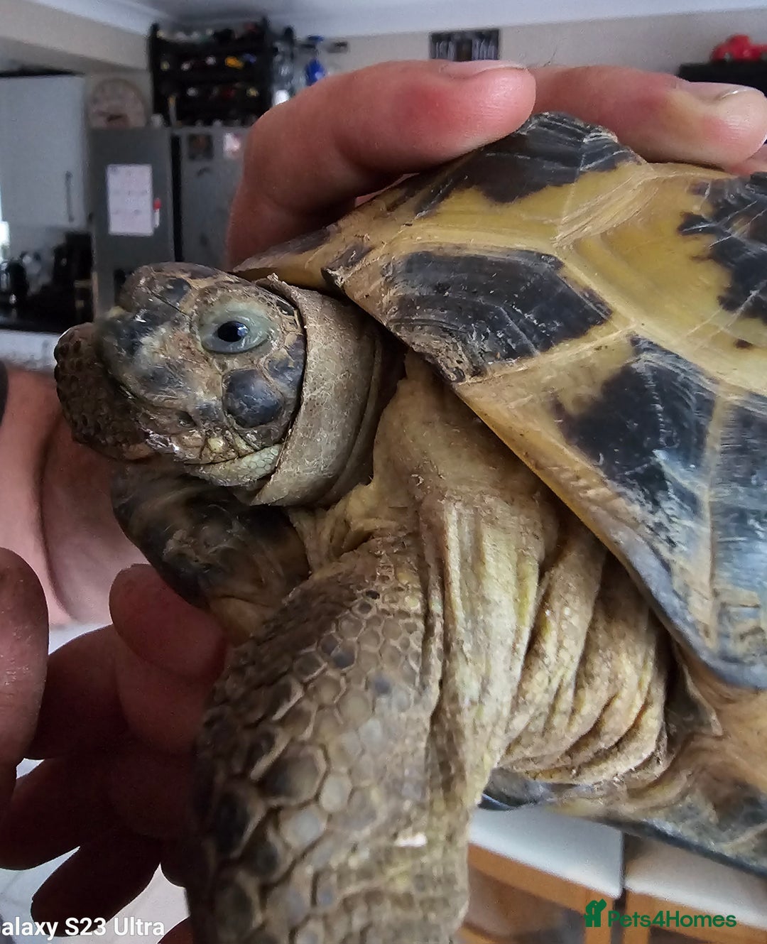 Hermann Tortoise reptiles for sale: Hurmman Tortoise  - Image 3
