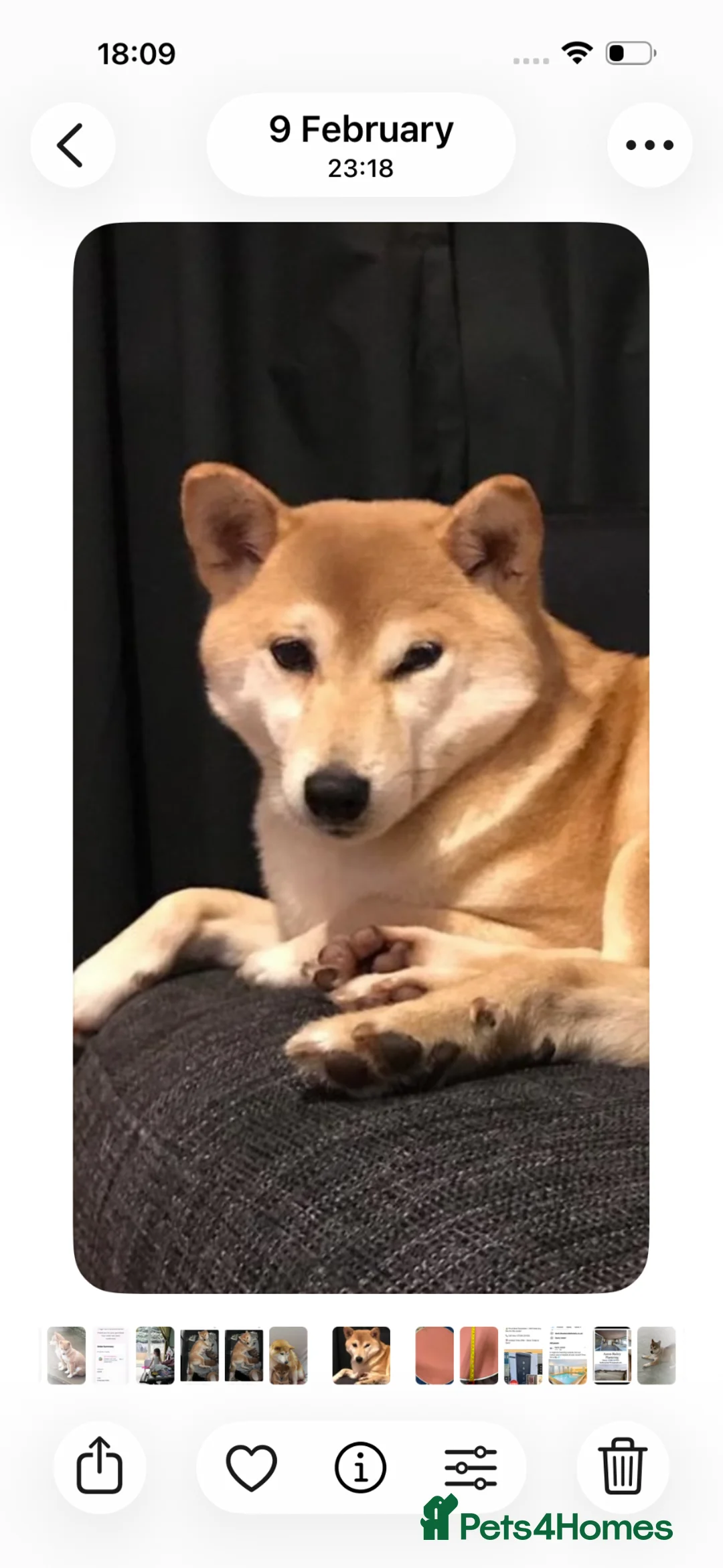 Japanese Shiba Inu dogs for sale: Down sizing - Advert 1