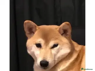 Japanese Shiba Inu dogs Down sizing - Advert 4