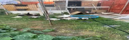 Ducks poultry for sale: Beautiful Muscovy ducks -2 Months Old  - Advert 1