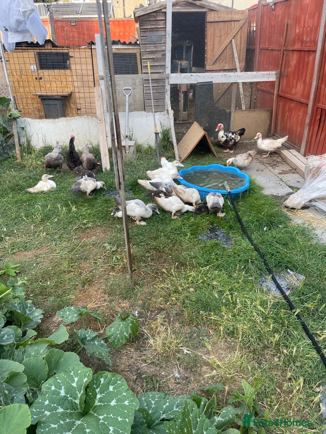 Ducks poultry for sale: Beautiful Muscovy ducks -2 Months Old  - Advert 1