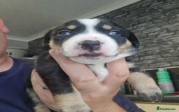 Mixed Breed dogs for sale: Husky cross dashound rare breed  - Image 5