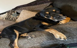 Mixed Breed dogs for sale: Rottweiler cross Akita (rokita) - Image 16