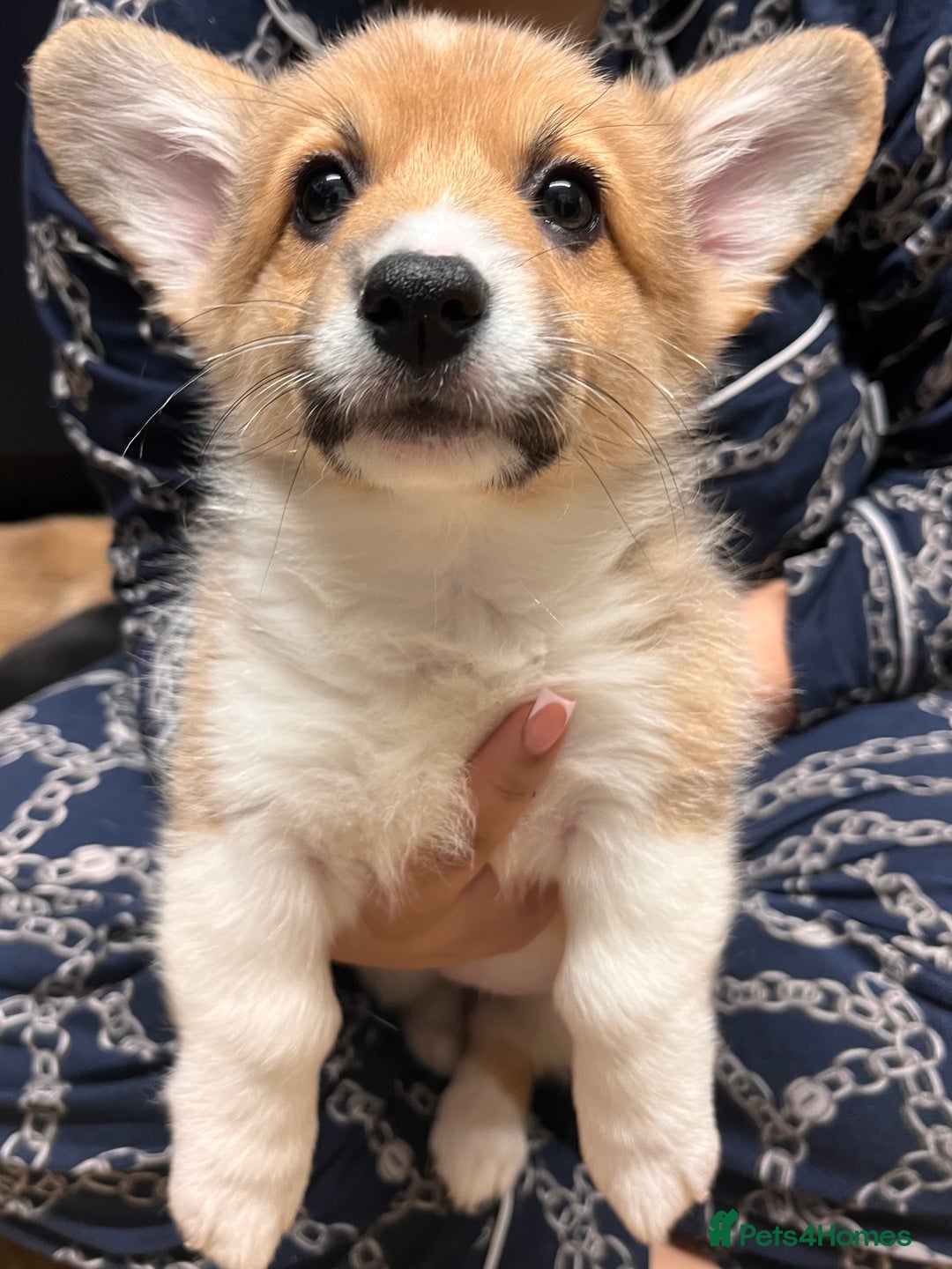 Welsh Corgi Pembroke dogs for sale: Stunning KC registered Welsh Pembroke corgis  - Advert 28