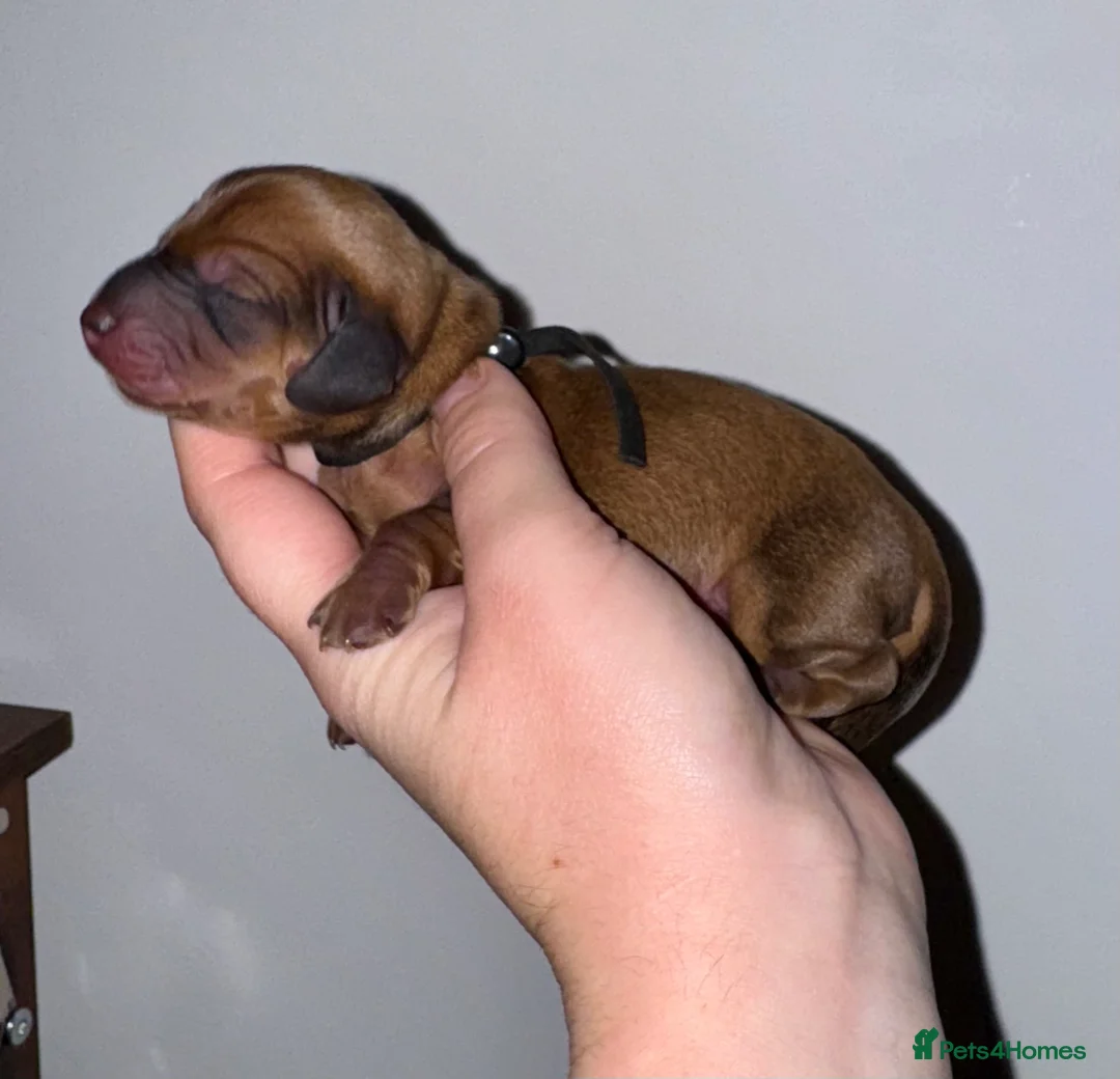 Miniature Dachshund dogs for sale: Last Black and tan miniature girl available  - Advert 8