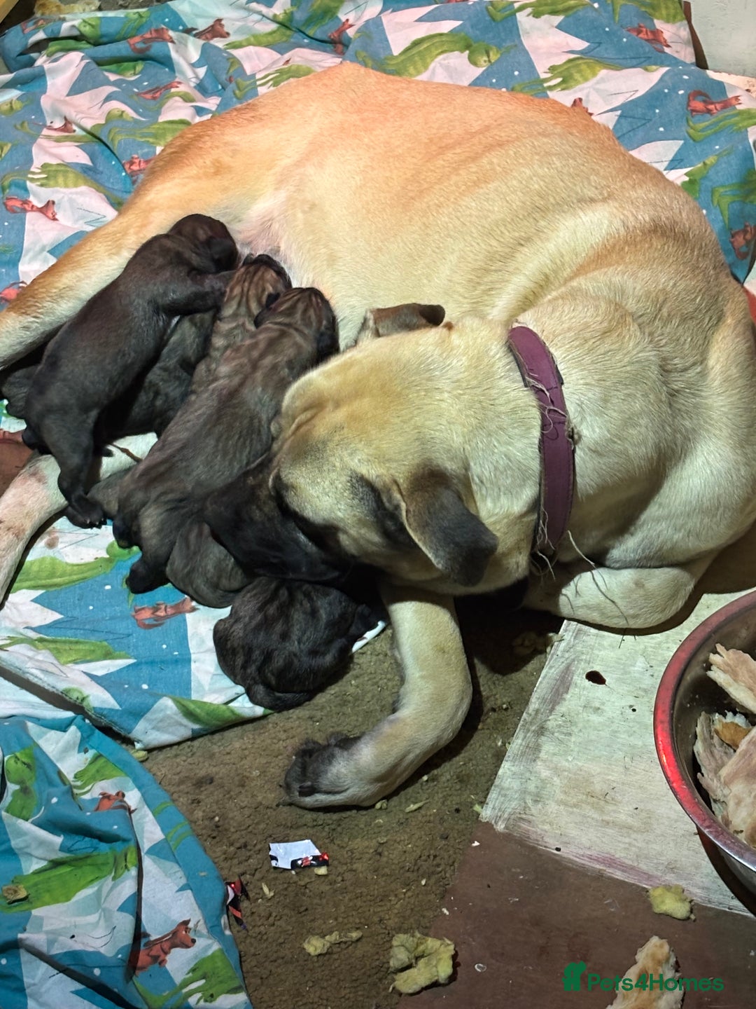 Anatolian Shepherd dogs for sale: Beautiful litter of stunning puppy’s  - Advert 1