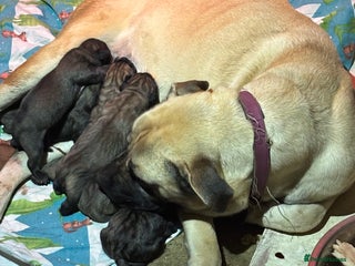 Anatolian Shepherd dogs Beautiful litter of stunning puppy’s - Advert 4