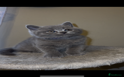 British Shorthair cats for sale: British shorthair kittens🩵 - Image 6