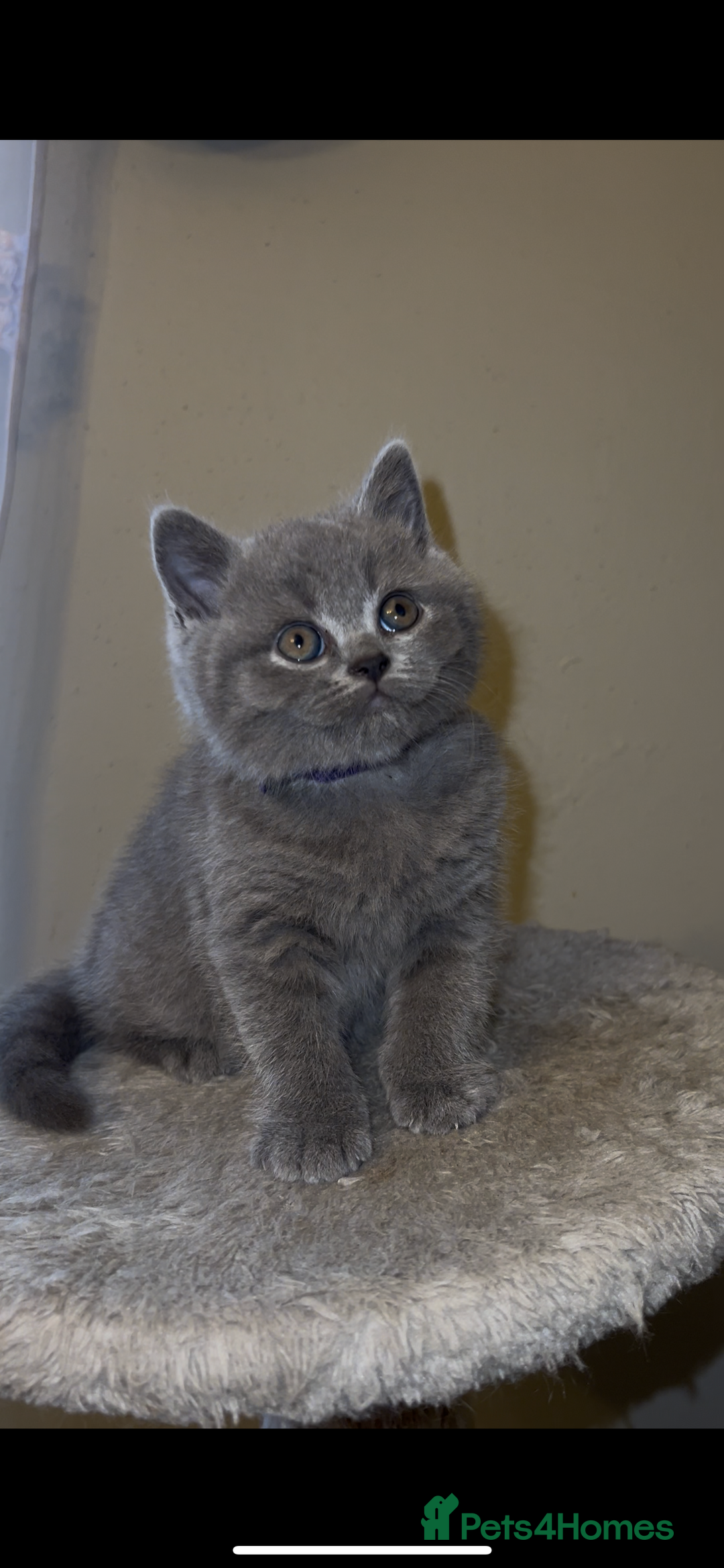 British Shorthair cats for sale: British shorthair kittens🩵 - Image 6
