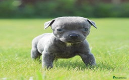 Staffordshire Bull Terrier dogs for sale: 23 years experience,5⭐️RATED Licensed & Registered - Image 4