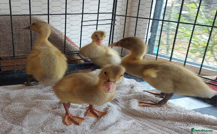 Ducks poultry - Advert 14