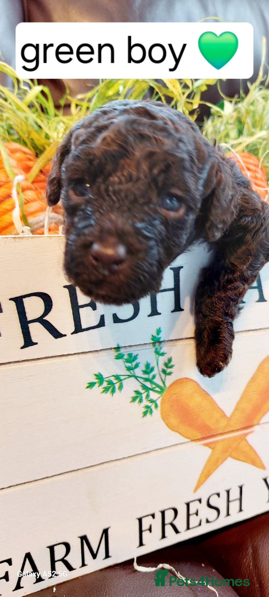 Toy Poodle dogs 🐾🐾🐾Chocolate toy poodles puppies🐾🐾🐾 - Advert 1