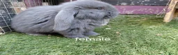 French Lop rabbits for sale: Vaccinated french lop babies  - Advert 1