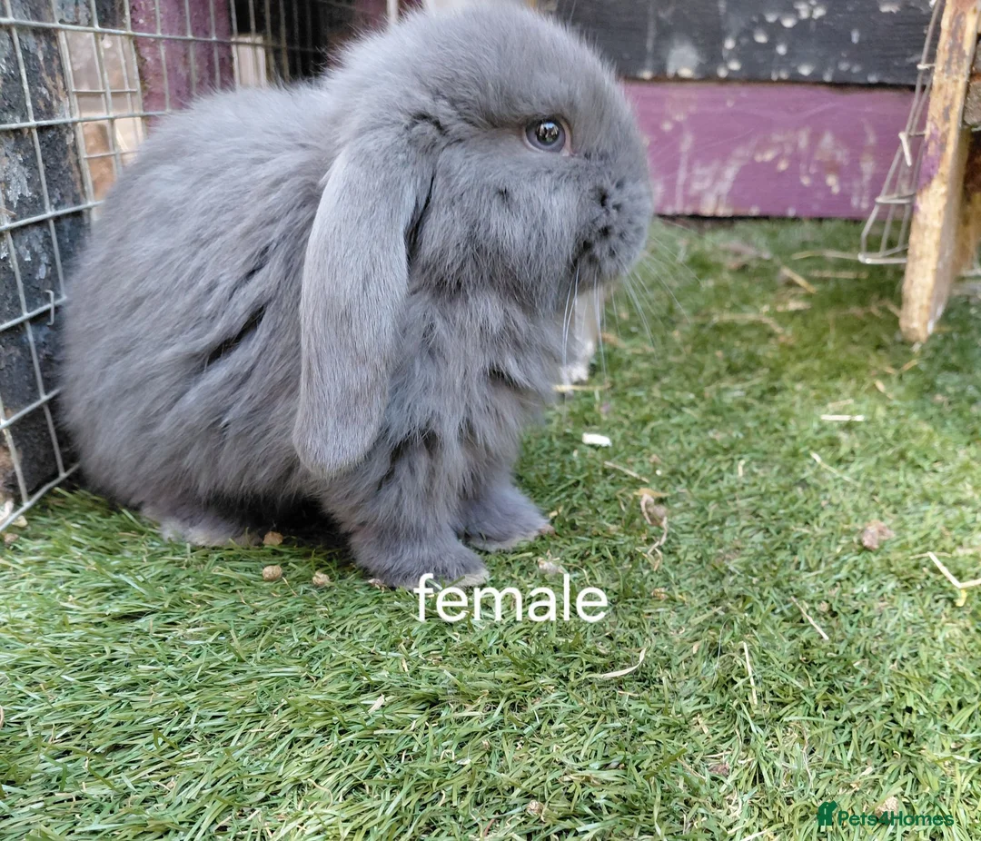 French Lop rabbits for sale: Vaccinated french lop babies  - Advert 1