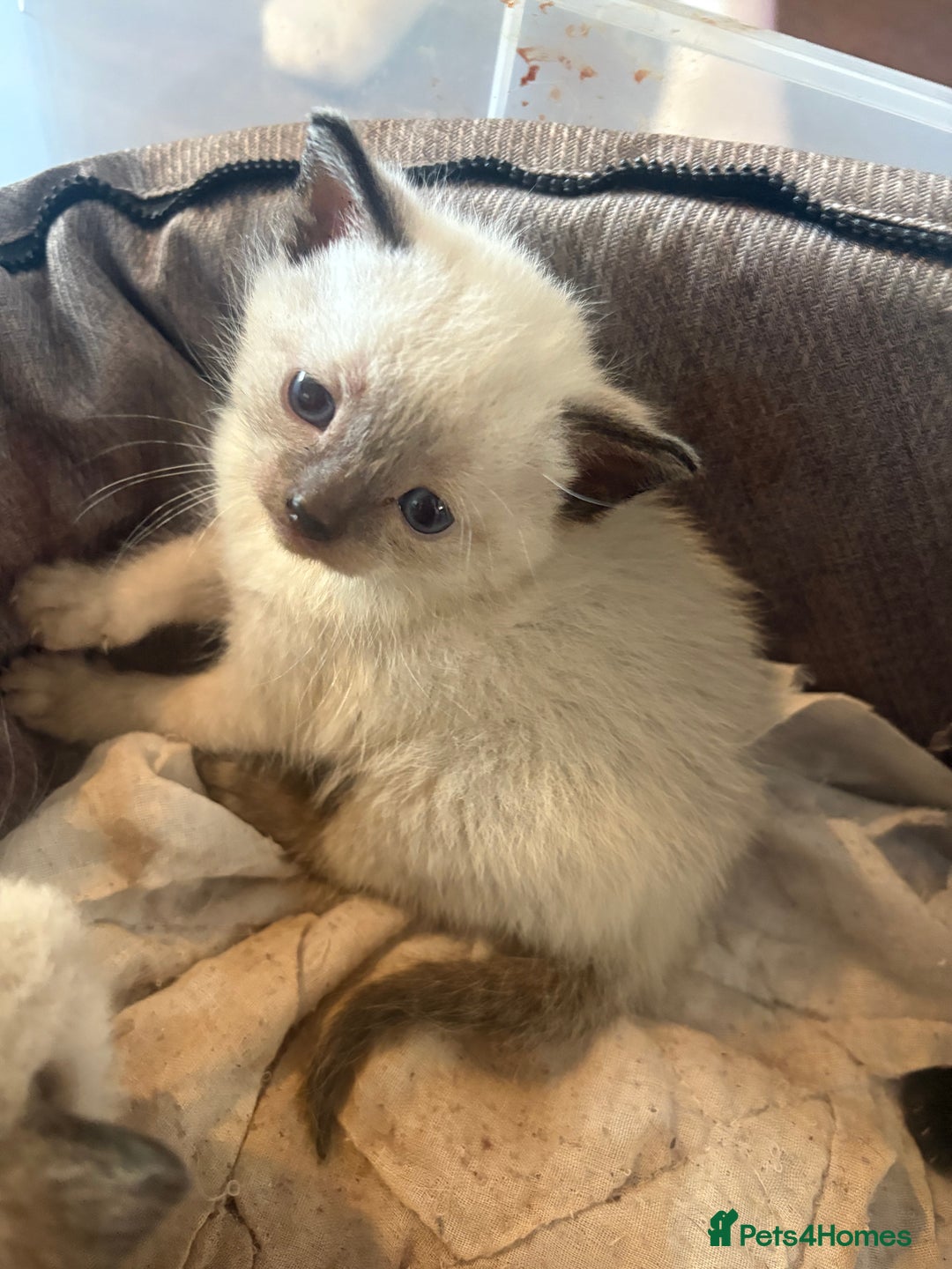 Domestic Shorthair cats for sale: Female domestic short hair kitten - Image 2