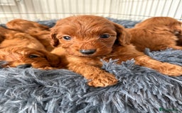Cockapoo dogs for sale: Beautiful fox red cockapoo - Image 4