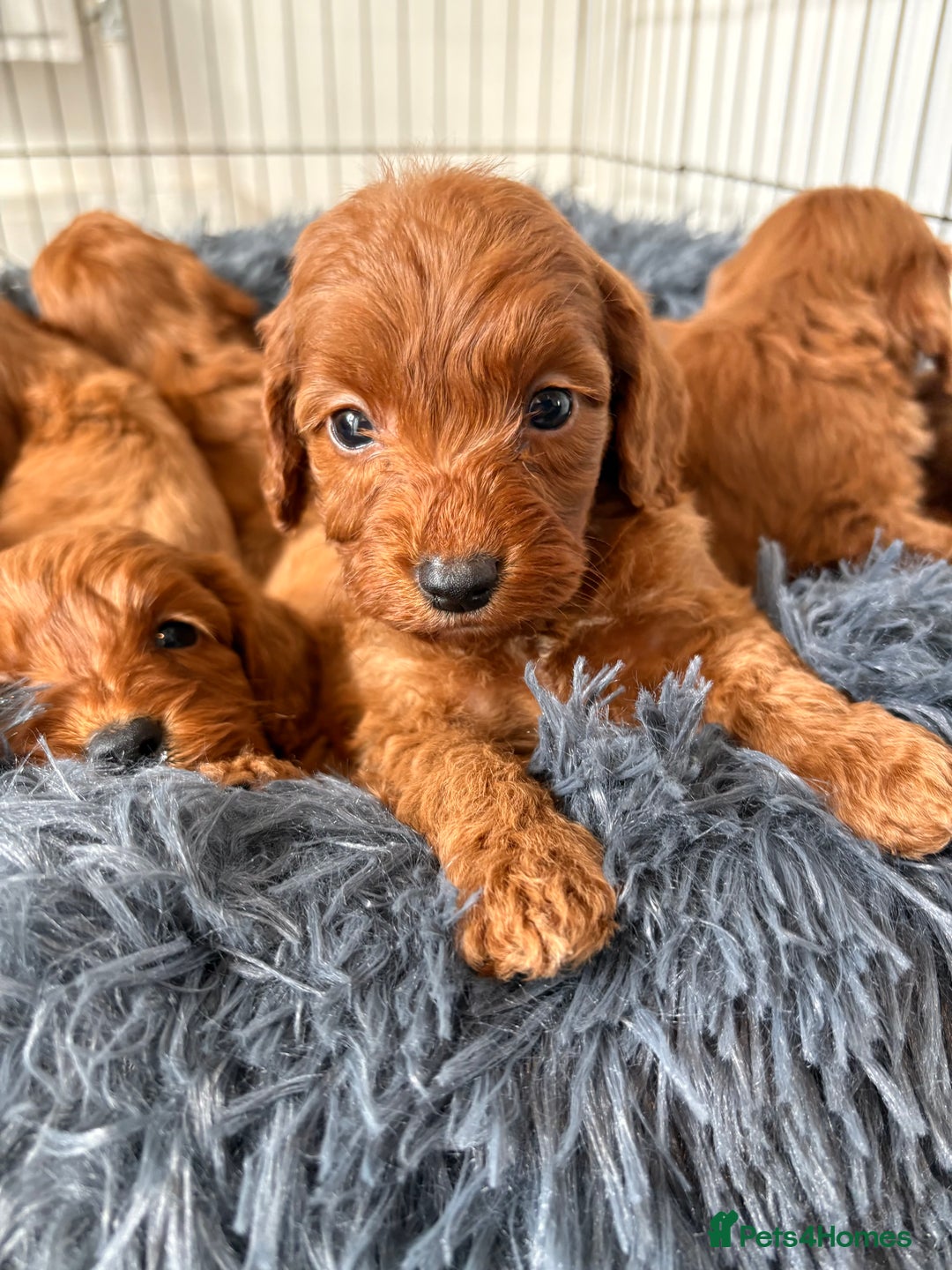 Cockapoo dogs for sale: Beautiful fox red cockapoo - Image 4